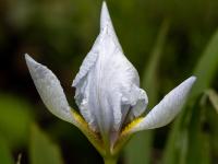 Schwertlilie weiß (Iris)